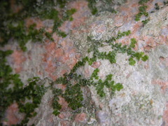 Chiloscyphus polyanthos