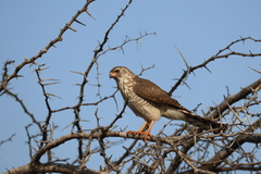 Accipiter badius polyzonoides