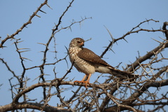 Accipiter badius polyzonoides