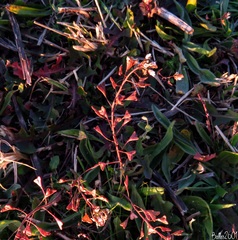 Capsella bursa-pastoris