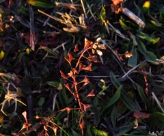 Capsella bursa-pastoris