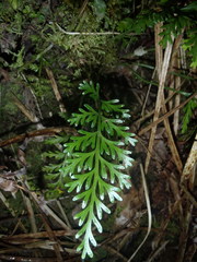 Asplenium rutifolium