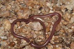 Myriopholis longicauda