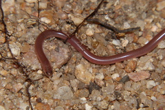 Myriopholis longicauda