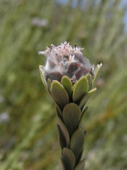 Leucadendron dubium