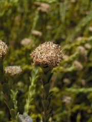 Leucadendron dubium