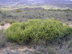 Leucadendron glaberrimum glaberrimum