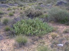 Leucadendron glaberrimum glaberrimum