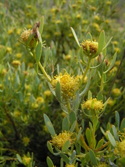 Leucadendron glaberrimum glaberrimum