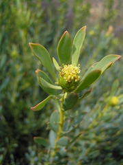 Leucadendron glaberrimum glaberrimum