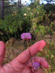 Armeria arenaria