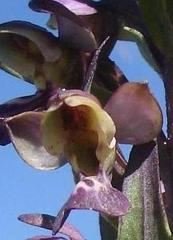 Brachycorythis ovata ovata