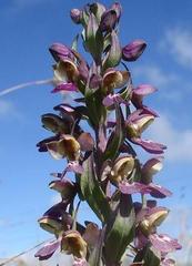 Brachycorythis ovata ovata