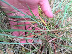 Armeria arenaria