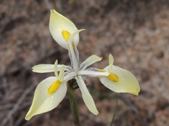 Moraea angusta