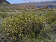 Leucadendron nitidum