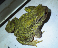 Bufo