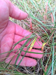 Armeria arenaria