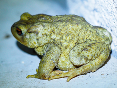 Bufo