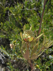 Leucadendron nitidum