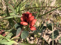 Indigofera procumbens
