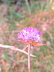 Armeria arenaria