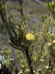 Leucadendron nitidum