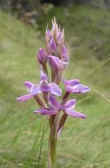 Disa stricta