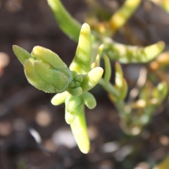 Mesembryanthemum nitidum