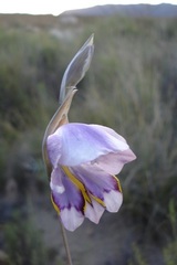 Gladiolus patersoniae