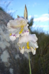 Gladiolus patersoniae