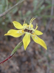 Moraea bituminosa
