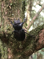 Lucanus