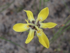 Moraea bituminosa
