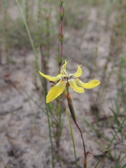 Moraea bituminosa