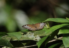 Adoliadini