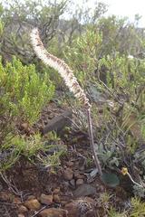 Holothrix scopularia