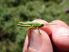 Euthystira brachyptera