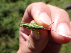 Euthystira brachyptera