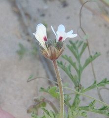 Pelargonium senecioides