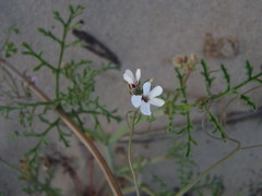 Pelargonium senecioides