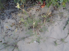 Pelargonium senecioides