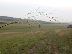 Stipa capillata