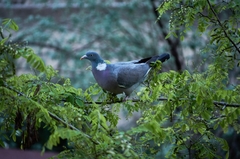 Columba palumbus