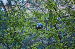 Columba palumbus