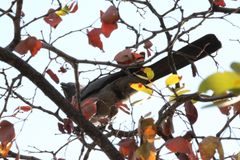 Corythaixoides concolor concolor