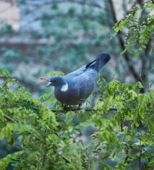 Columba palumbus