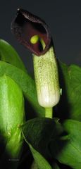 Arisarum