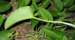Arisarum