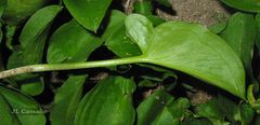 Arisarum